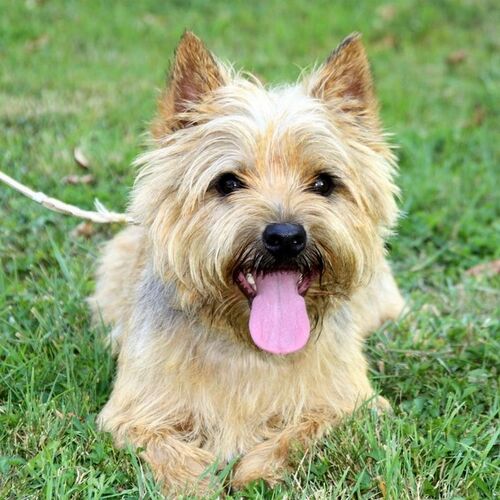 Cane di razza Cairn Terrier