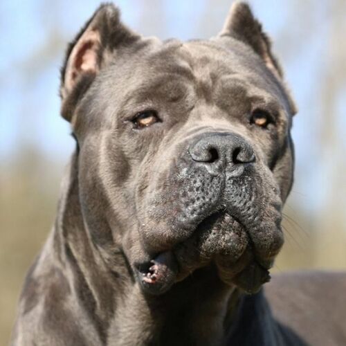 Cane di razza Cane Corso