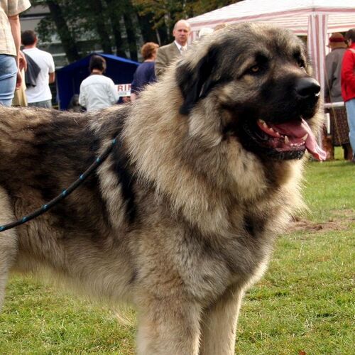 Cane di razza Cane da pastore di Ciarplanina