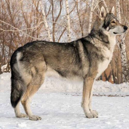 Cane di razza Cane lupo di Saarloos