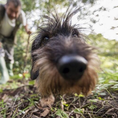 Cane di razza Cani da tartufo