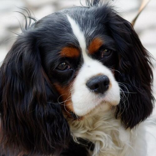 Cane di razza Cavalier King Charles Spaniel