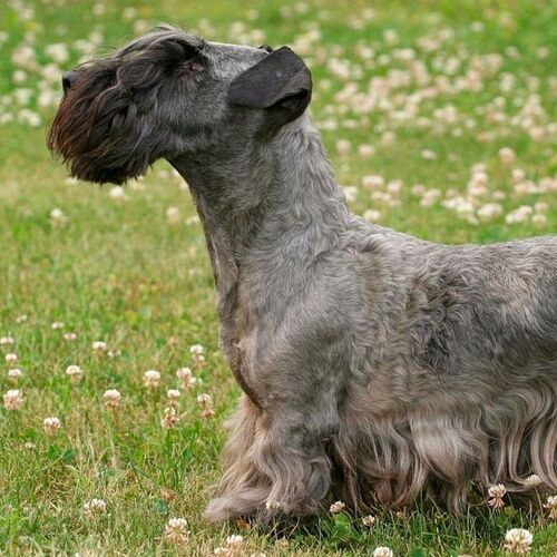Cane di razza Cesky Terrier