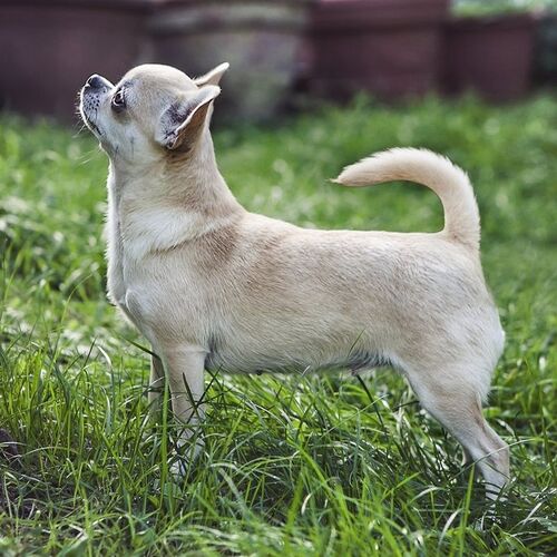 Cane di razza Chihuahua (a pelo corto)