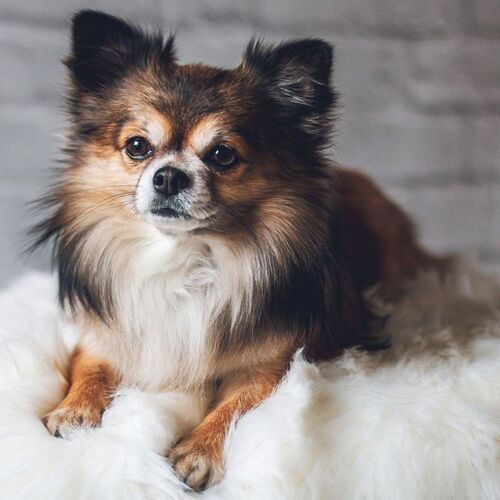 Cane di razza Chihuahua (a pelo lungo)