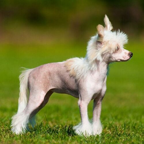 Cane di razza Chinese crested dog