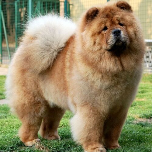 Cane di razza Chow Chow