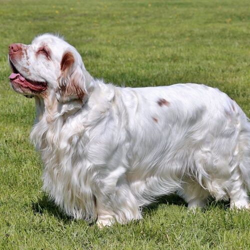 Cane di razza Clumber Spaniel