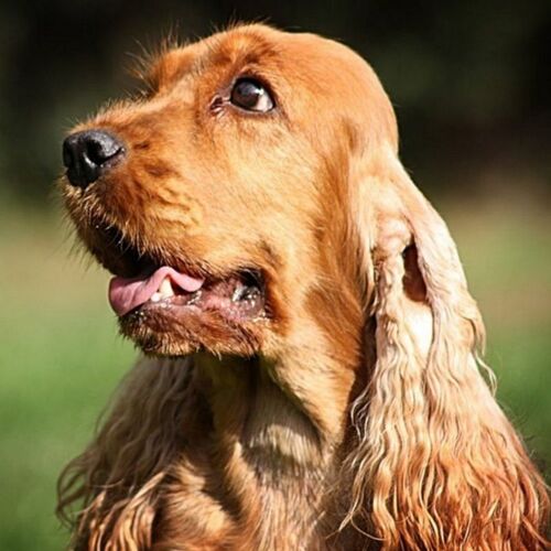 Cane di razza Cocker Spaniel Inglese