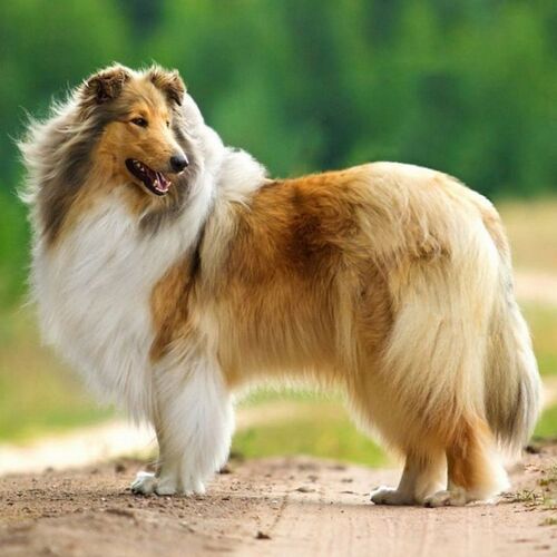 Cane di razza Rough Collie