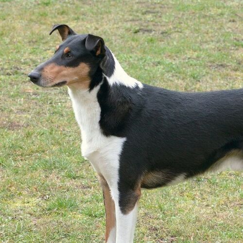Cane di razza Smooth Collie