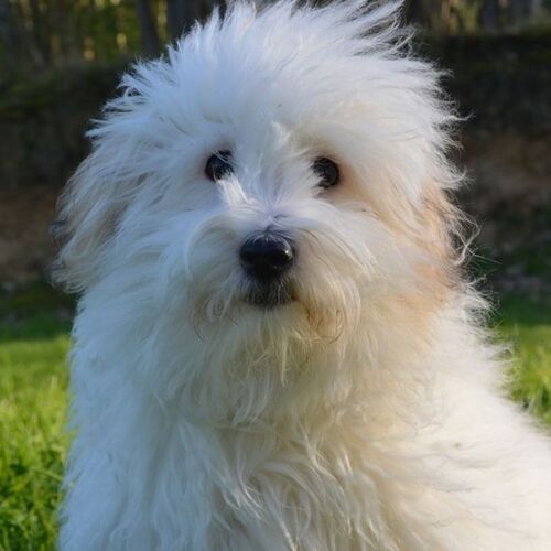 Cane di razza Coton de Tulear