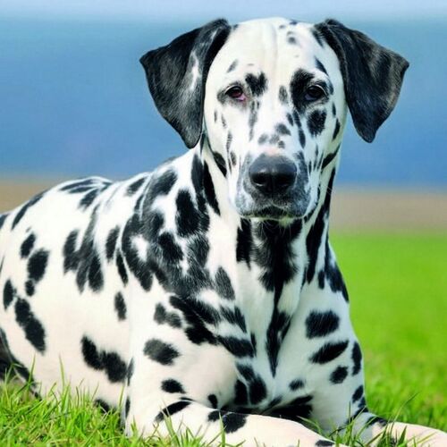 Cane di razza Dalmata