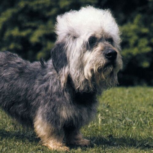 Cane di razza Dandie Dinmont Terrier