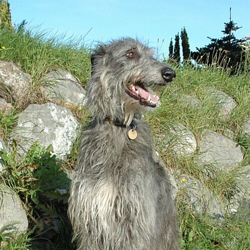 Cane di razza Deeerhound