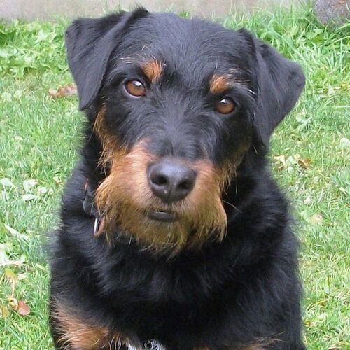 Cane di razza Deutscher Jagdterrier