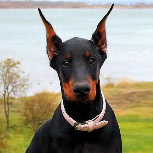 Cane di razza Dobermann