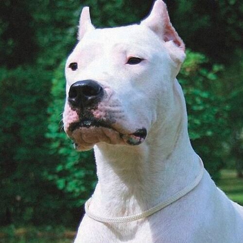 Cane di razza Dogo Argentino