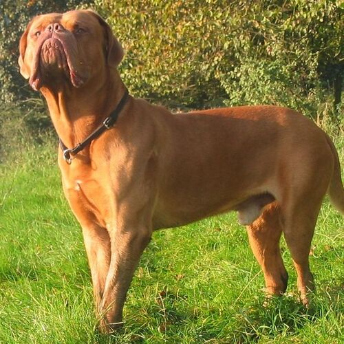 Cane di razza Dogue de Bordeaux