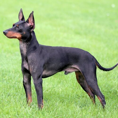 Cane di razza English Toy Terrier