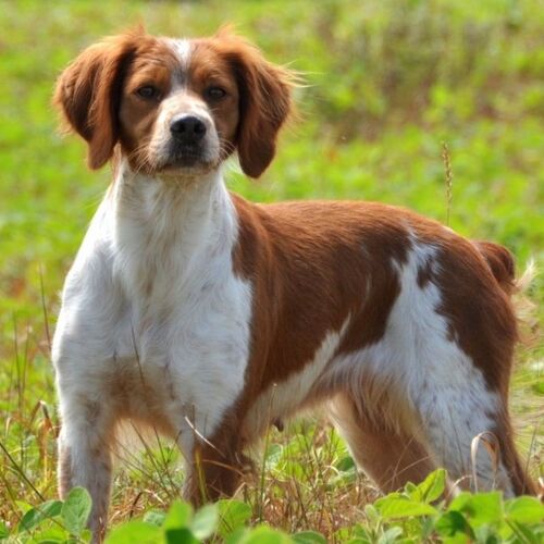 Cane di razza Epagneul Breton