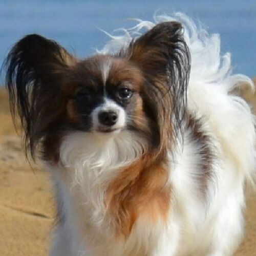 Cane di razza Epagnuel Nano Continentale