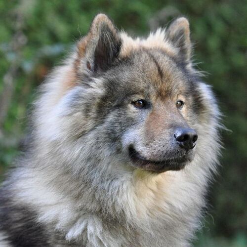 Cane di razza Eurasier