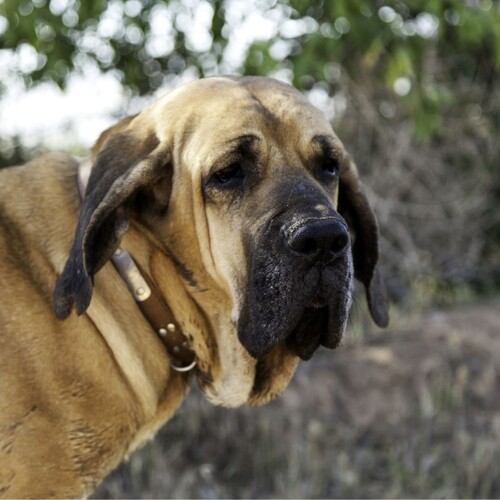 Cane di razza Fila Brasileiro