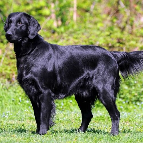 Cane di razza Flat Coated Retriever