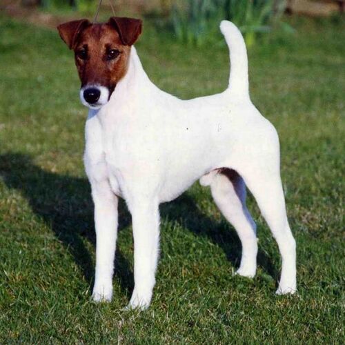 Cane di razza Fox Terrier a pelo liscio