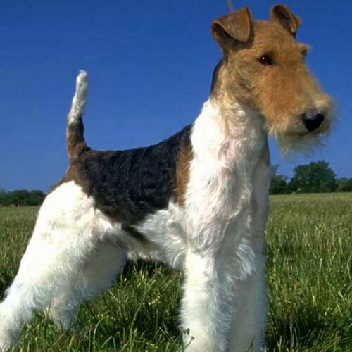 Cane di razza Fox Terrier a pelo ruvido