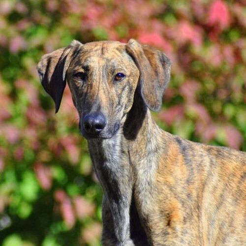 Cane di razza Galgo