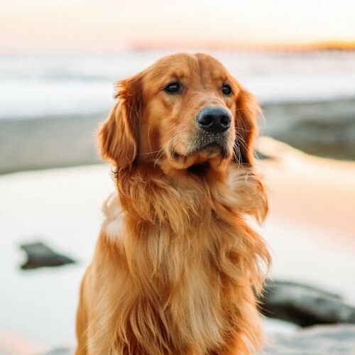 Cane di razza Golden Retriever