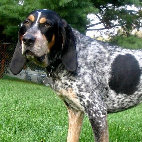 Cane di razza Grand Bleu de Gascogne