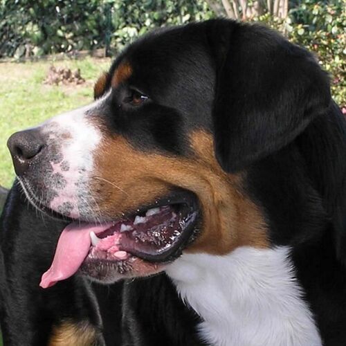 Cane di razza Grande bovaro svizzero