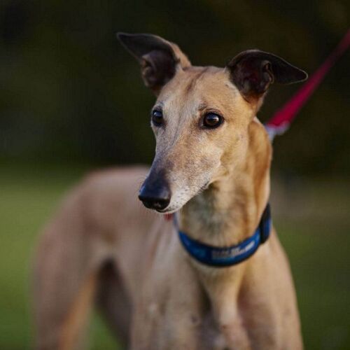 Cane di razza Greyhound