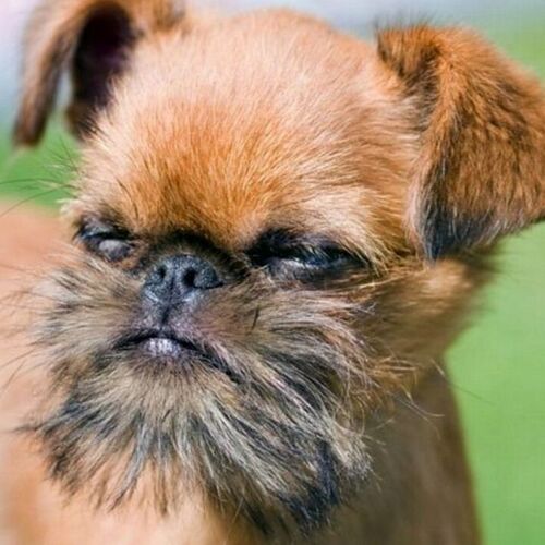 Cane di razza Griffone di Bruxelles e Belga