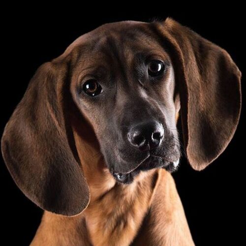 Cane di razza Hannoverischer Schweisshund