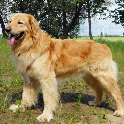 Cane di razza Hovawart