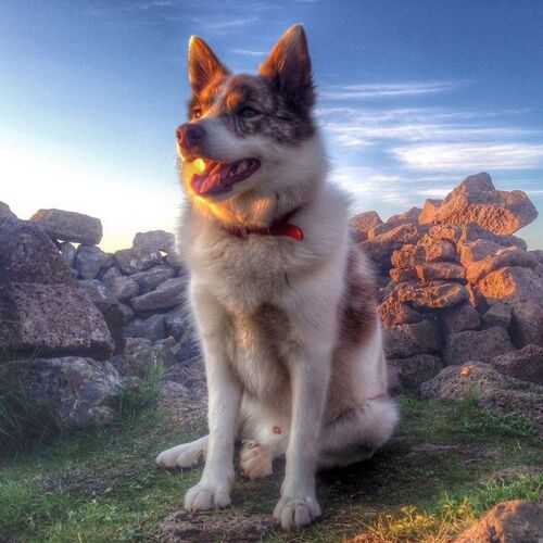 Cane di razza Iceland Dog