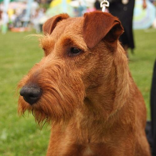 Cane di razza Irish Terrier
