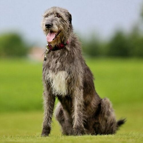Cane di razza Irish Wolfhound