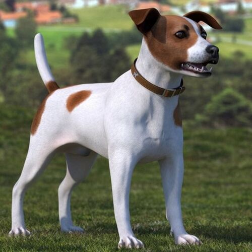Cane di razza Jack Russell Terrier