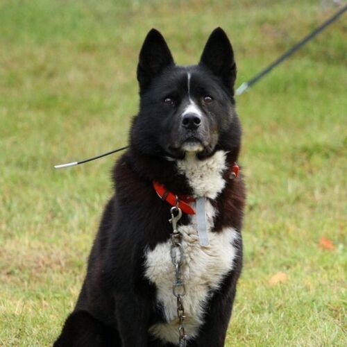Cane di razza Karelianbeardog