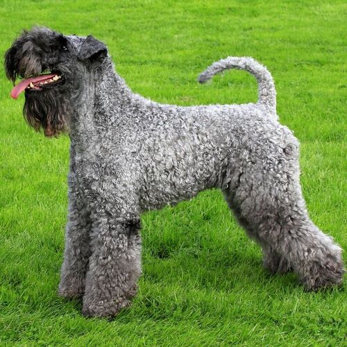 Cane di razza Kerry Blue Terrier