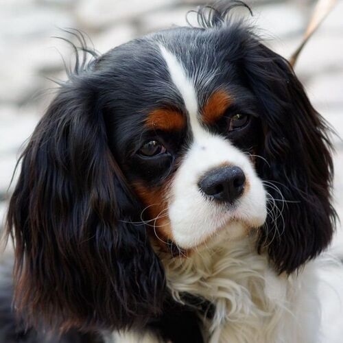 Cane di razza King Charles Spaniel