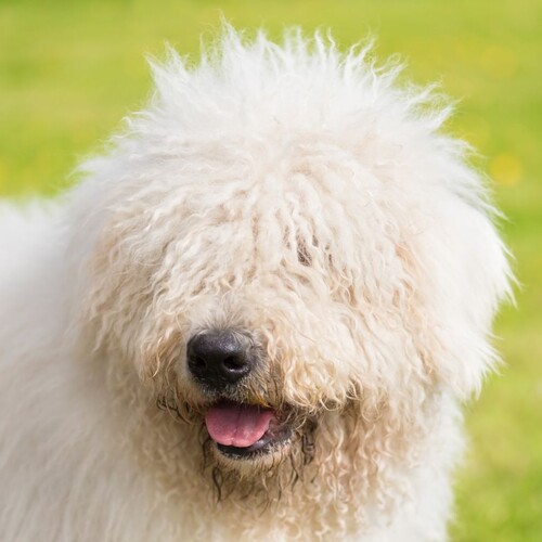 Cane di razza Komondor
