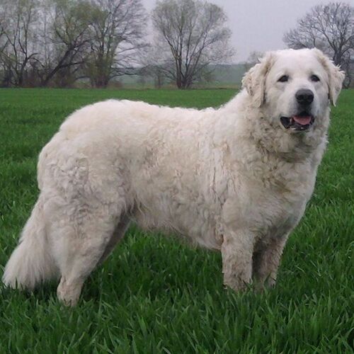 Cane di razza Kuvasz