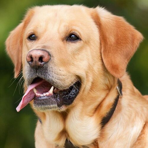 Cane di razza Labrador Retriever