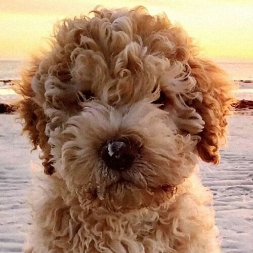 Cane di razza Lagotto Romagnolo